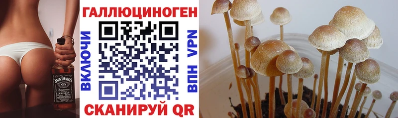 Купить  Зея  Псилоцибиновые грибы Cubensis 